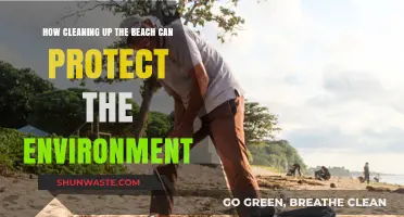 Clean Beaches, Healthy Planet: How Beach Cleanups Protect Our Environment