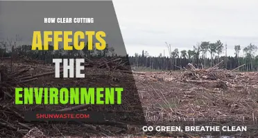 Clear Cutting's Devastating Impact: Environmental Consequences and Ecosystem Disruption
