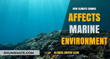 Climate Change's Devastating Impact on Our Fragile Marine Ecosystems