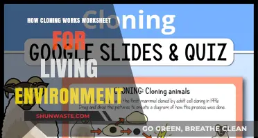 Understanding Cloning: A Living Environment Worksheet Guide