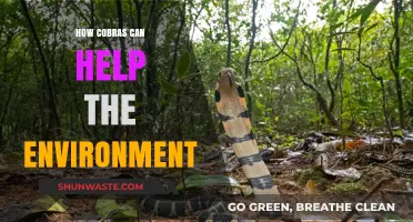 Cobras' Surprising Role in Balancing Ecosystems and Protecting Nature
