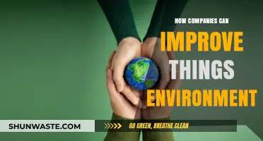 Sustainable Strategies: How Companies Can Enhance Environmental Impact
