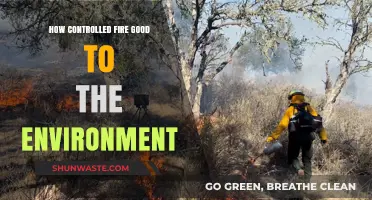 Controlled Burns: How Fire Benefits Ecosystems and Boosts Environmental Health