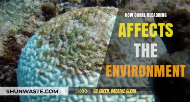Coral Bleaching's Devastating Impact on Marine Ecosystems and Biodiversity