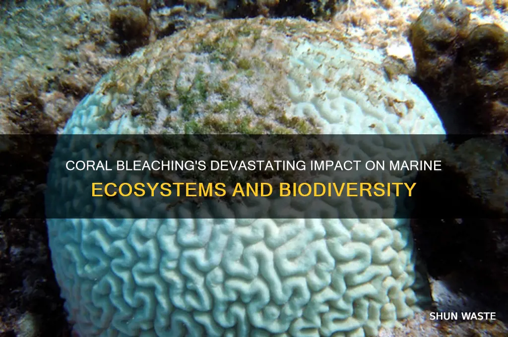 how coral bleaching affects the environment