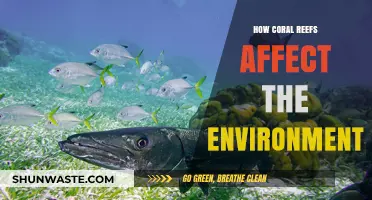Coral Reefs: Vital Ecosystems Shaping Our Environment and Biodiversity