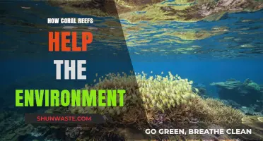 Coral Reefs: Vital Ecosystems Sustaining Marine Life and Coastal Protection