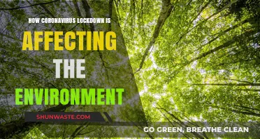 Lockdown's Environmental Impact: Unveiling Nature's Rebirth Amidst COVID-19 Crisis