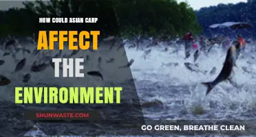 Asian Carp Invasion: Environmental Impacts and Ecosystem Disruption Explained