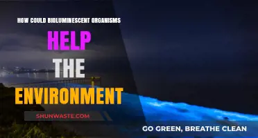 Bioluminescent Organisms: Illuminating Eco-Friendly Solutions for a Greener Future