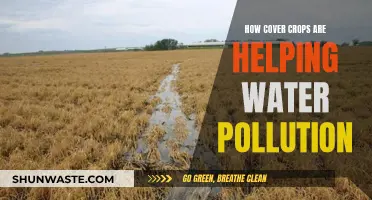 Cover Crops: Nature's Solution to Water Pollution