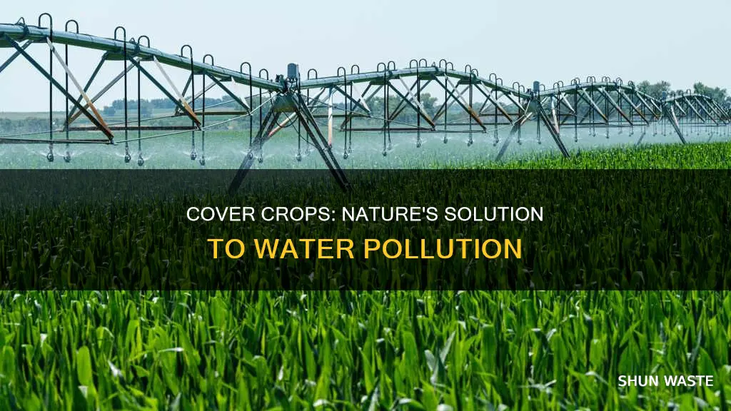 how cover crops are helping water pollution