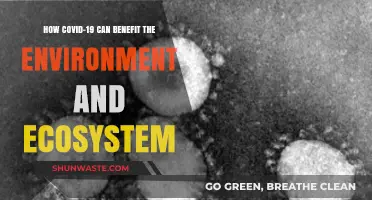 COVID-19's Unexpected Silver Lining: Boosting Ecosystems and Environmental Health