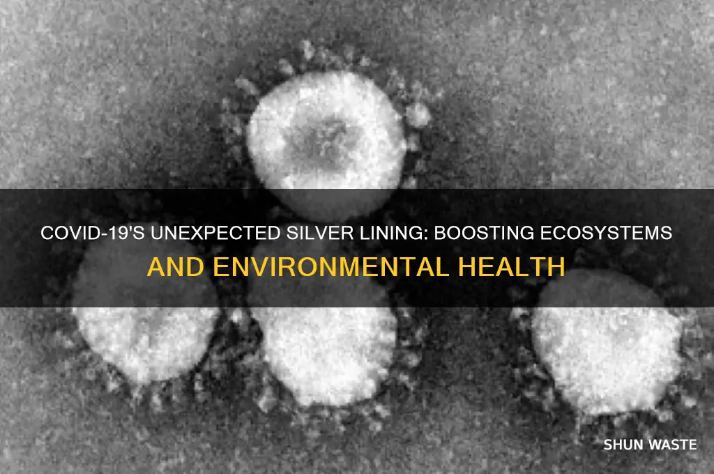 how covid-19 can benefit the environment and ecosystem