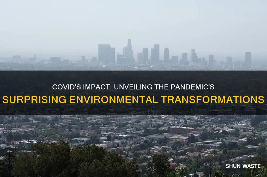 how covid has changed the environment
