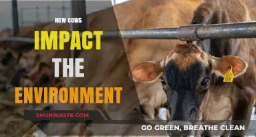 Cows' Environmental Impact: Climate, Land Use, and Sustainability Explained