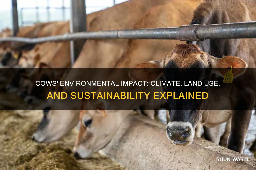 how cows impact the environment