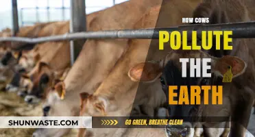 Cows: A Major Environmental Pollutant