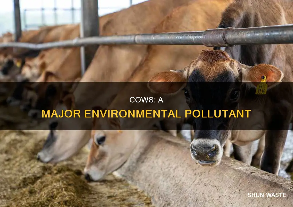 how cows pollute the earth