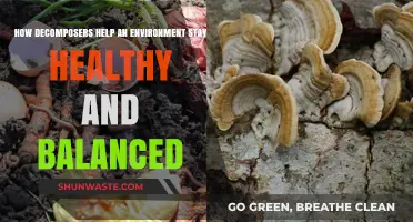 Decomposers: Nature's Cleanup Crew for a Healthy, Balanced Ecosystem