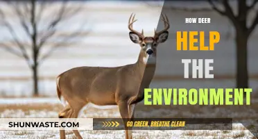 Deer's Vital Role in Ecosystem Balance and Environmental Health