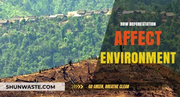 Devastating Impacts: How Deforestation Destroys Ecosystems and Climate Balance