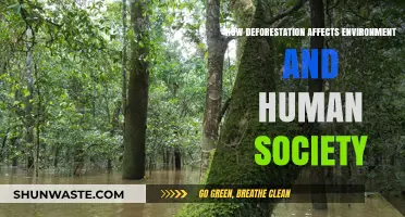 Deforestation's Devastating Impact: Environment, Climate, and Human Society at Risk