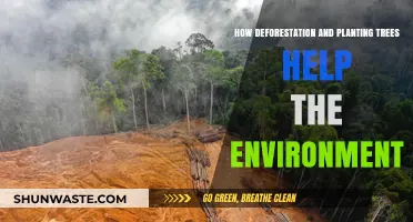 Deforestation's Impact vs. Tree Planting: Balancing Earth's Ecosystem