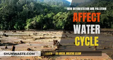 The Water Cycle: Deforestation, Pollution, and Their Impact