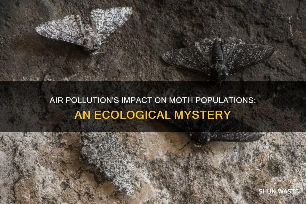 how did air pollution affect moth populations gizmo