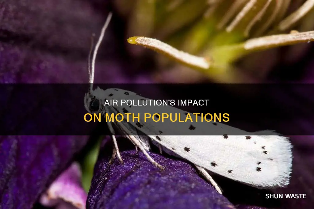 how did air pollution affect moth populations