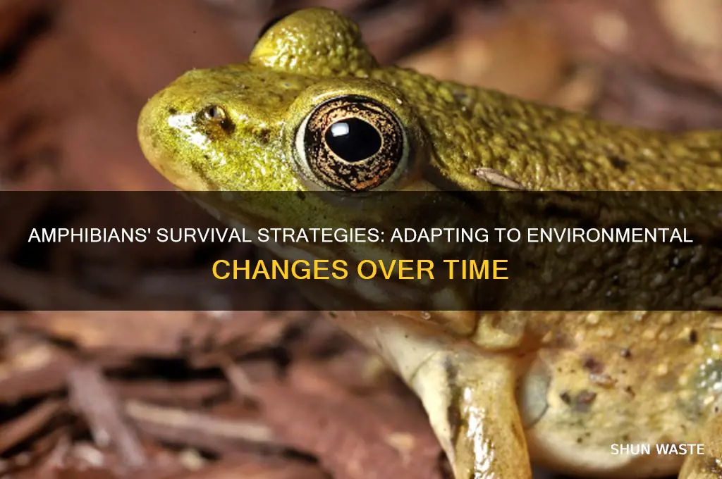 how did amphibians adapt to their changing environment