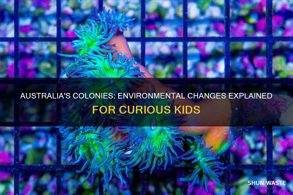 how did australia colonies impact on the environment for kids