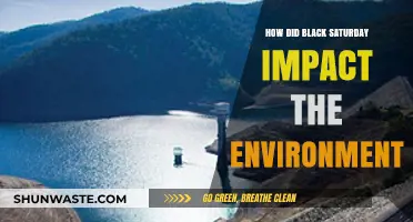 Black Saturday's Environmental Aftermath: Devastation, Recovery, and Long-Term Impacts