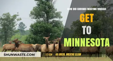 Chronic Wasting Disease's Minnesota Arrival: Tracing the Spread and Impact