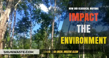 Classical Mayans' Environmental Legacy: Shaping Landscapes and Ecosystems
