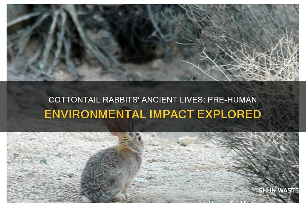 Cottontail Rabbits' Ancient Lives: Pre-Human Environmental Impact ...