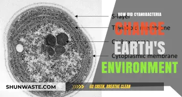 Cyanobacteria's Revolutionary Impact on Earth's Atmosphere and Ecosystems