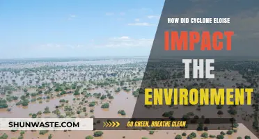 Cyclone Eloise's Environmental Toll: Assessing the Storm's Ecological Impact