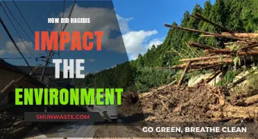 Hagibis' Environmental Aftermath: Assessing the Storm's Ecological Impact and Recovery