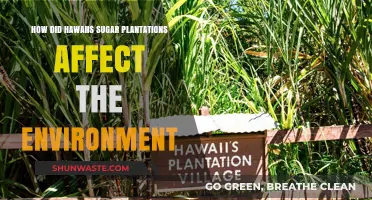 Hawaii's Sugar Plantations: Environmental Impact and Legacy Explored