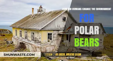Human Impact: Transforming Polar Bear Habitats and Ecosystems