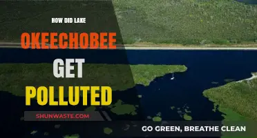 Lake Okeechobee: A Polluted Paradise