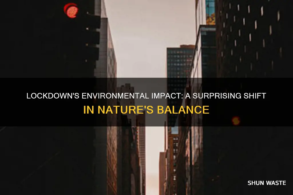 how did lockdown affect the environment