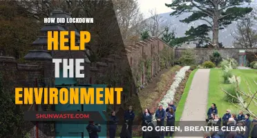 Lockdown's Silver Lining: Unveiling Nature's Revival and Environmental Benefits