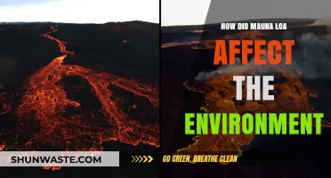 Mauna Loa's Eruption: Environmental Impacts and Ecosystem Changes Explored