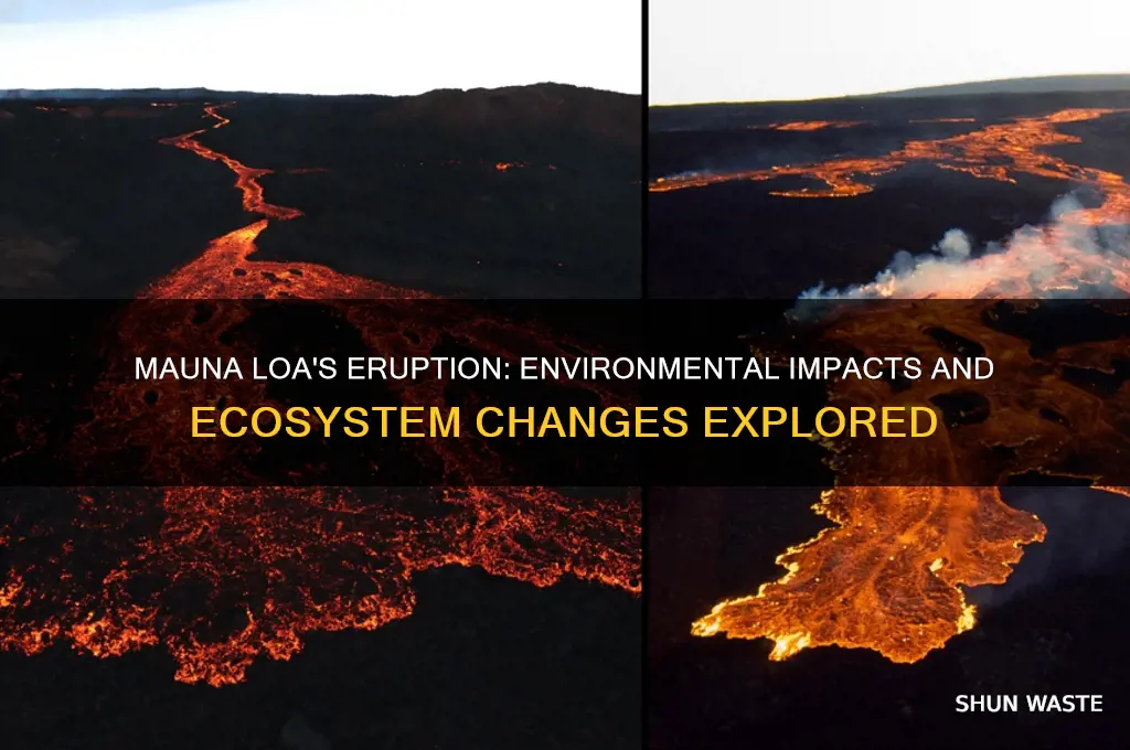 how did mauna loa affect the environment