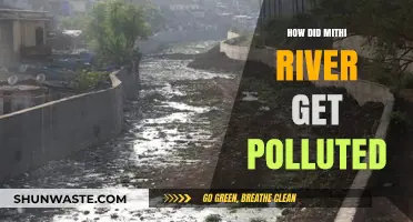 Mumbai's Mithi River: A Tale of Pollution and Neglect