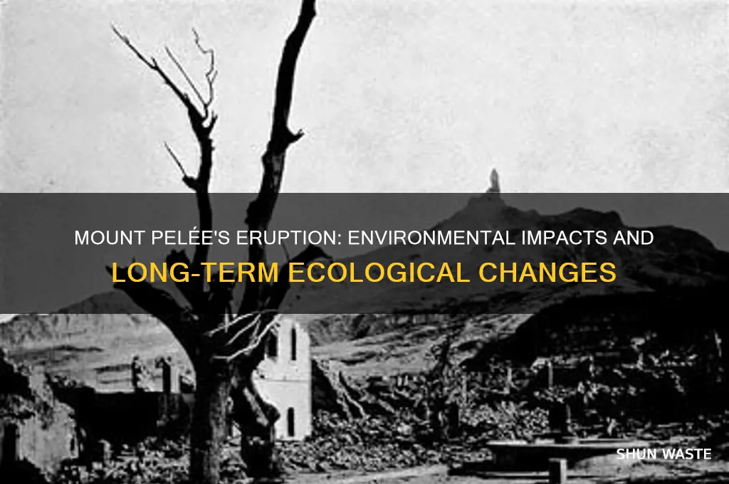 how did mount pelee affect the environment