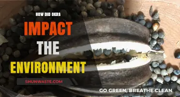 Okra's Environmental Impact: Sustainable Crop or Ecological Challenge?